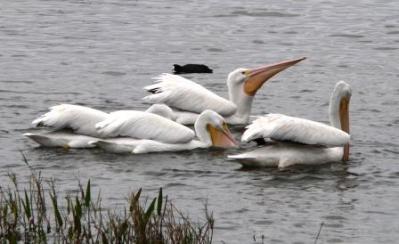 American White Pelicans at Lake Hollingsworth
