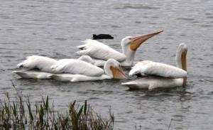 American White Pelicans at Lake Hollingsworth American White Pelicans at Lake Hollingsworth