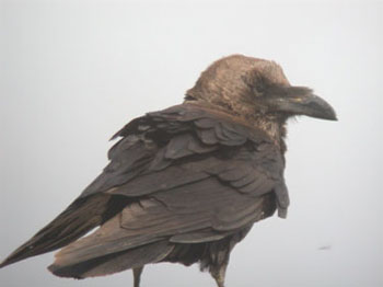 Brown-necked Raven, Israel