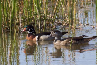 Wood Duck Pair by Mike Bader