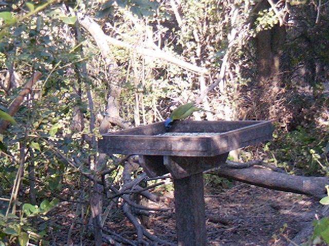 Green Jays at Santa Ana NWR
