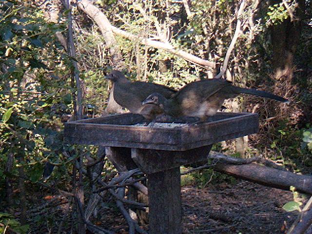 Plain Chachalacas at Santa Ana NWR