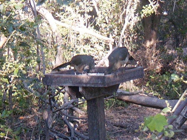Plain Chachalaca (Ortalis vetula) by us