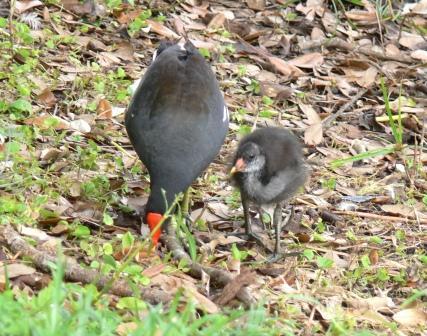 Common Moorhen and baby