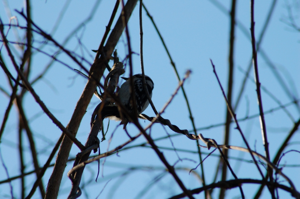 Downy Woodpecker (Picoides pubescens) by Dan Bok Sanctuary