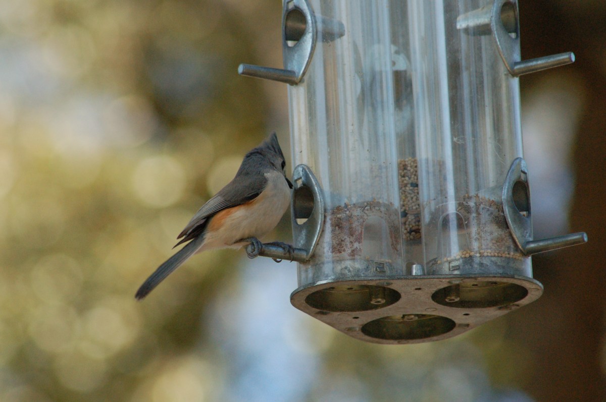 Tufted Titmouse (Baeolophus bicolor) Bok Sanctuary by Dan