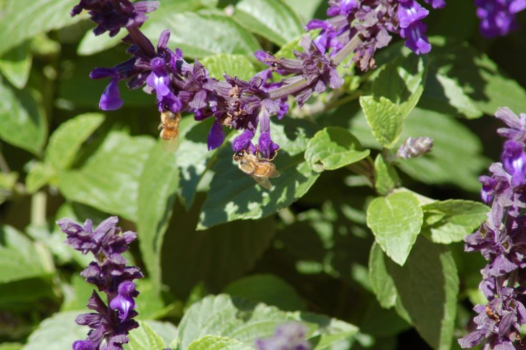 Bok Sanctuary Flowers and Bee by Dan