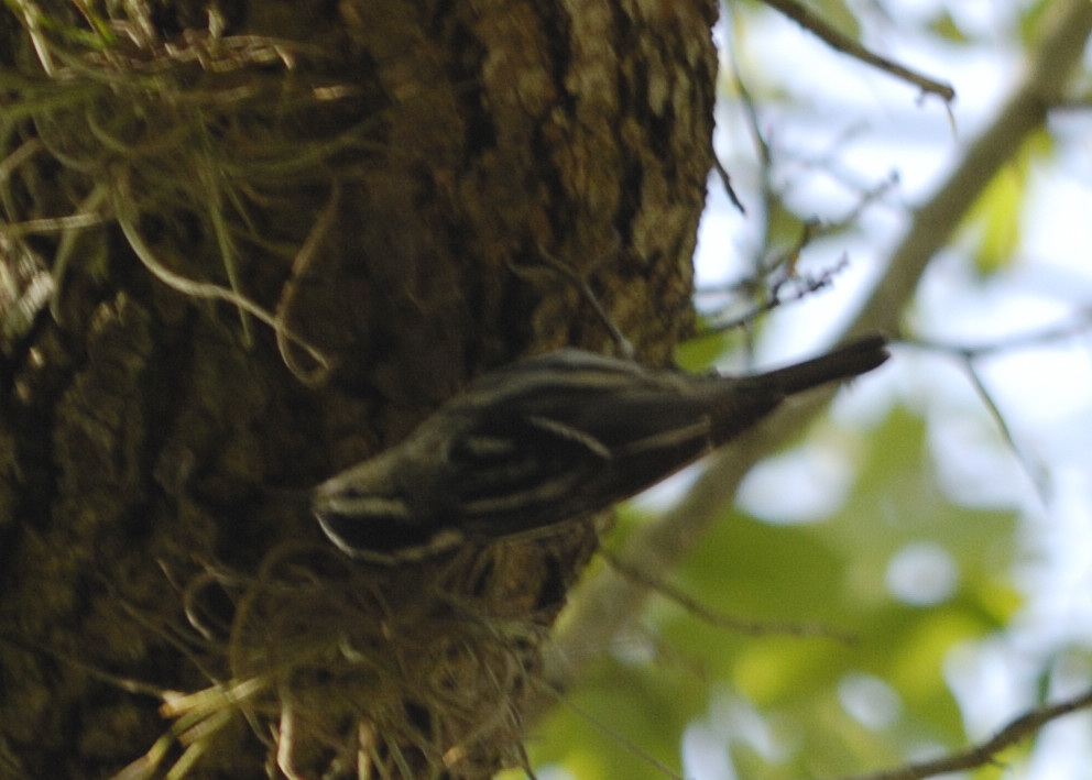 Black-and-white Warbler (Mniotilta varia) by Dan at Bok Tower