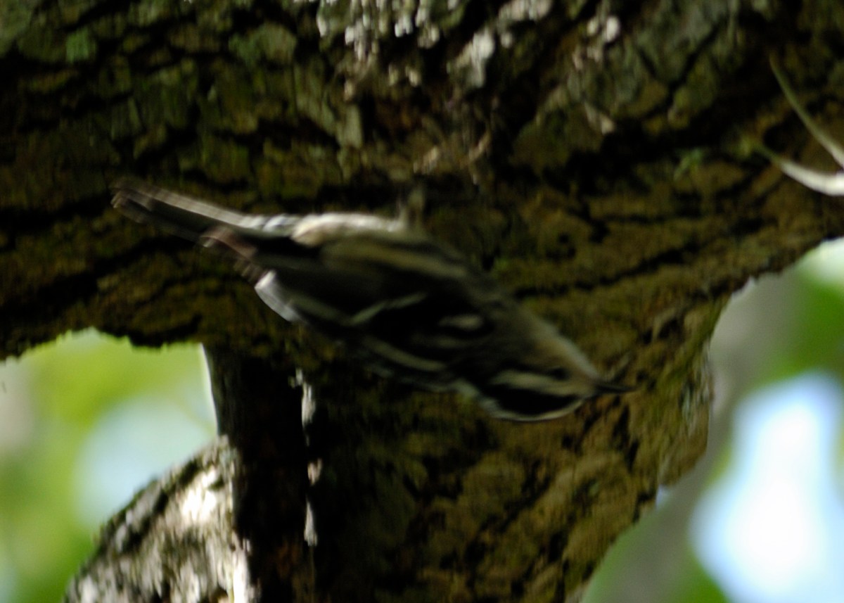 Black-and-white Warbler (Mniotilta varia) by Dan at Bok Tower - Cropped
