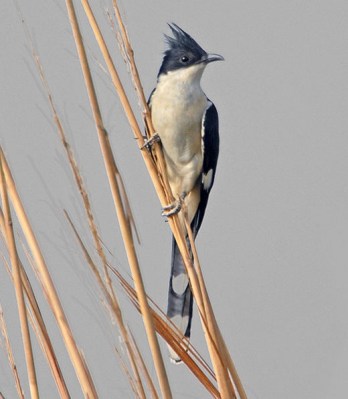 29-76-2592 Jacobin Cuckoo (Clamator jacobinus) by NikhilDevasar Jacobin Cuckoo (Clamator jacobinus) by NikhilDevasar