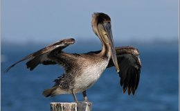 Pelican Learns to Fly –&nbsp;YouTube