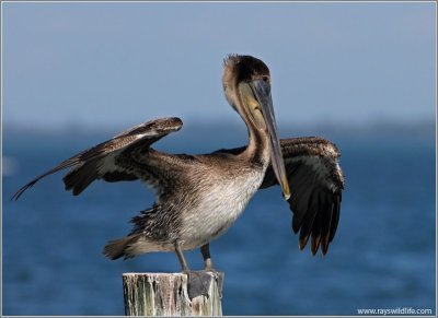 Brown Pelican (Pelecanus occidentalis) by Ray