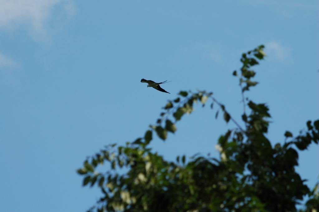 Swallow-tailed Kite (Elanoides forficatus) bu Dan Bok Sanctuary