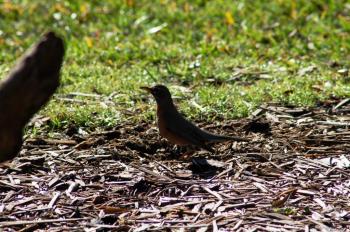 American Robin (Turdus migratorius) by Dan at Bok Sanctuary
