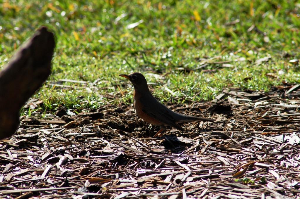American Robin (Turdus migratorius) by Dan at Bok Sanctuary