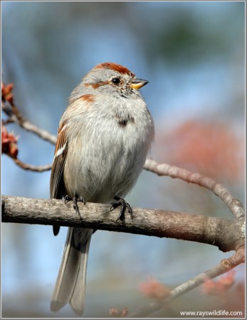 American Tree Sparrow by Ray