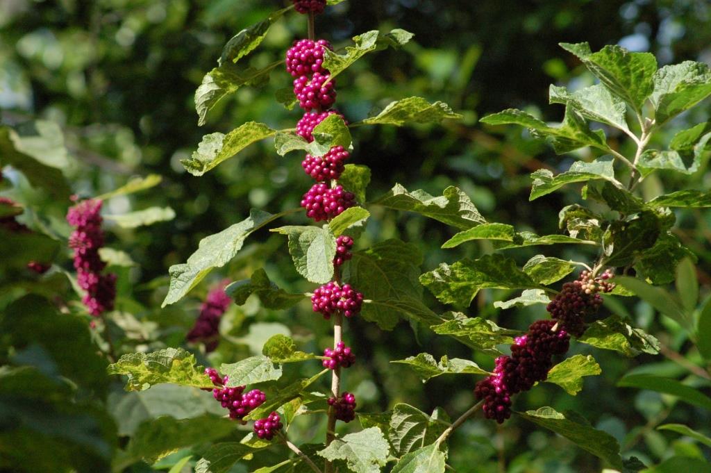 Beautyberry at Bok by Dan 2006