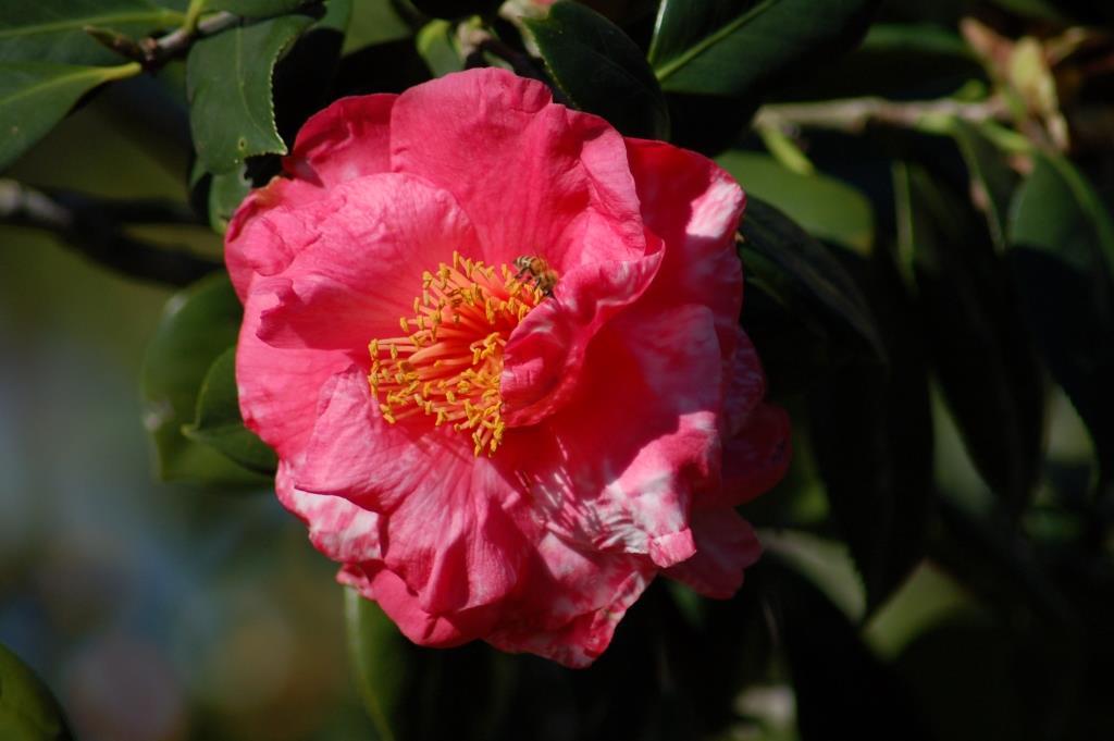 Bok Sanctuary Flower by Dan