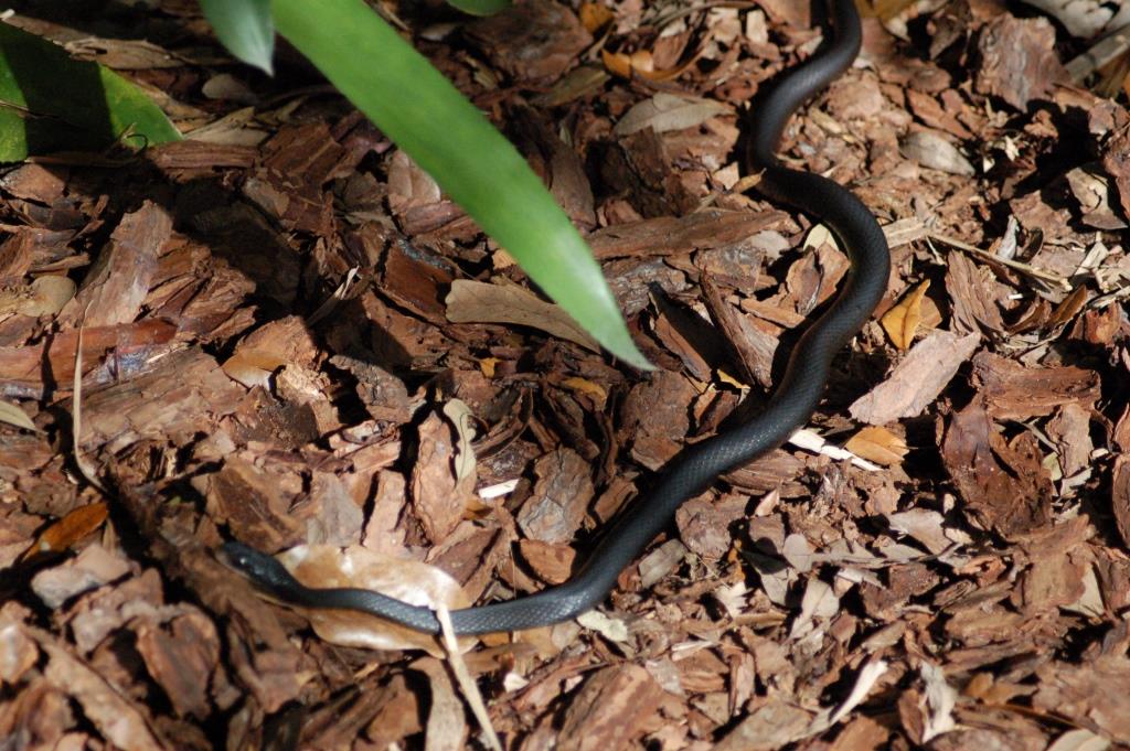 Bok Snake by Dan 2006