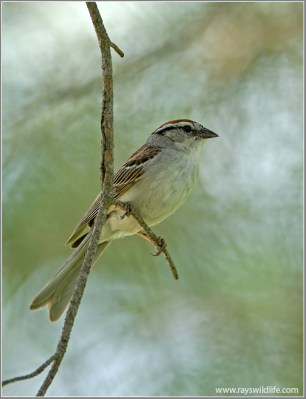 Chipping Sparrow (Spizella passerina) by Ray