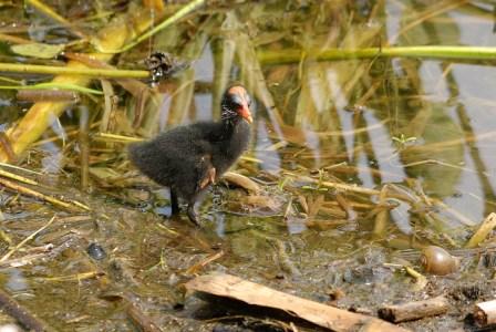 Baby Common Moorhen or Gallinule