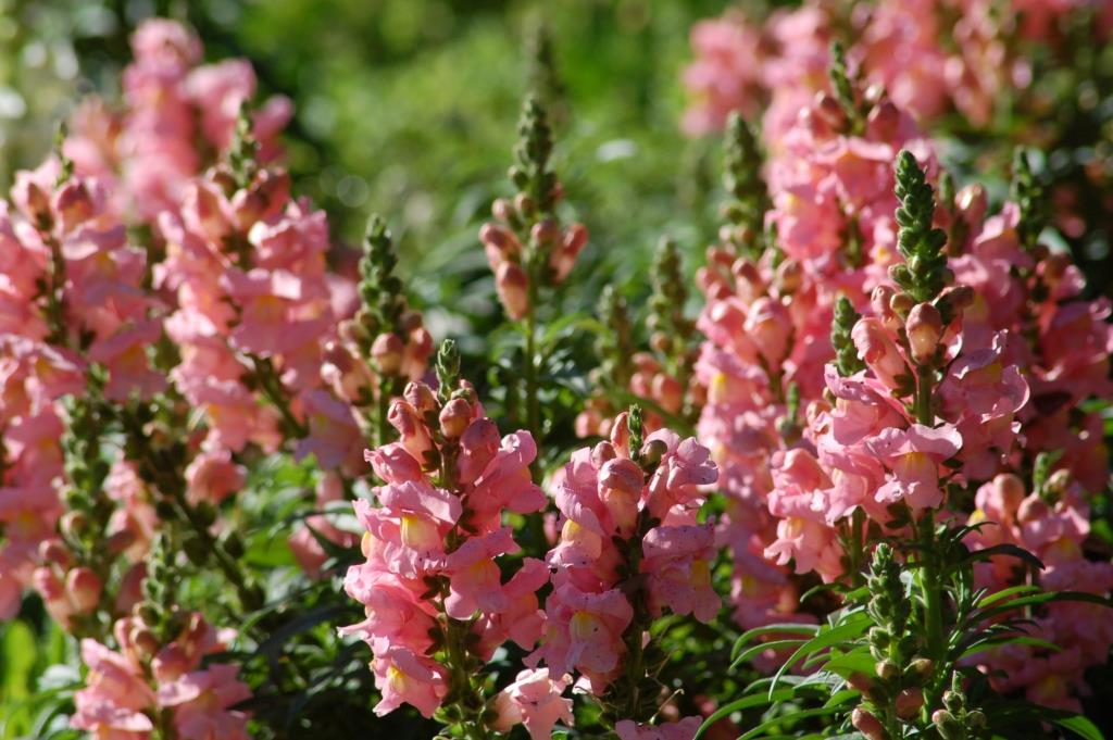 Bok Sanctuary Flowers by Dan