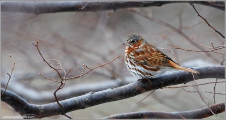 Fox Sparrow by Ray Barlow