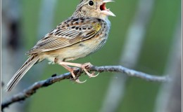 Bible Birds – Hasting’s Sparrow&nbsp;Poem