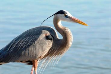 Great Blue Heron (Ardea herodias) by Dan
