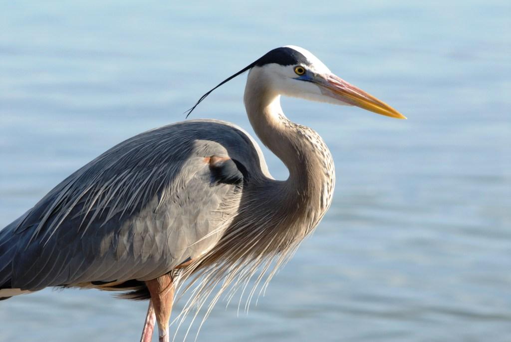 Great Blue Heron (Ardea herodias) by Dan