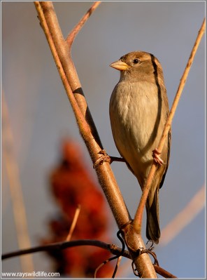 House Sparrow by Ray