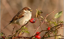 Birds of the Bible – Better Than The&nbsp;Birds