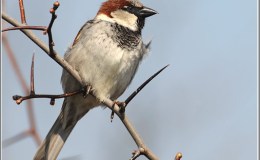 Birds of the Bible – Worry and Sparrows&nbsp;II