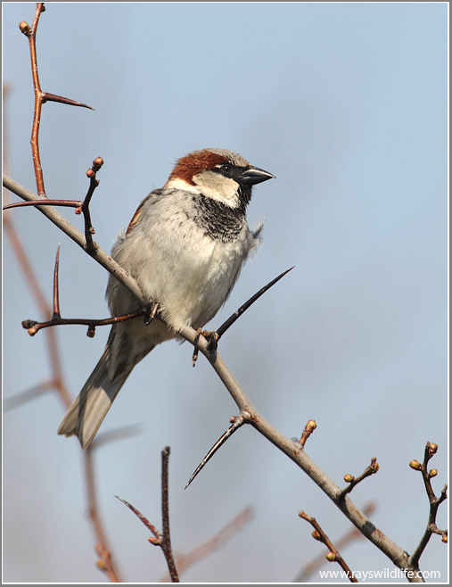 House Sparrow by Ray