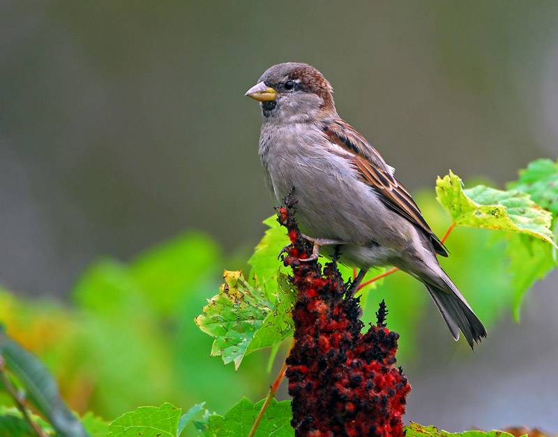House Sparrow (Passer domesticus) by Ray