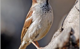 Mr. Plain Sparrow Calls on&nbsp;Ducks