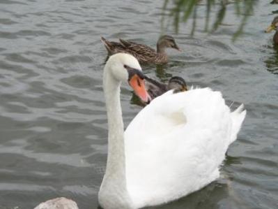 Lake Morton 9-20-07 Comp (28) Swan by Lee at Lake Morton