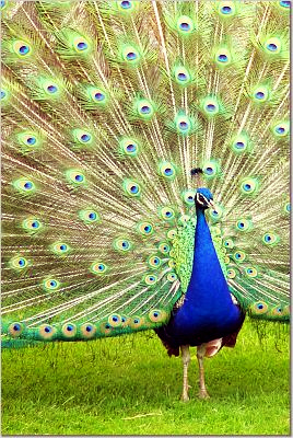 Peacock