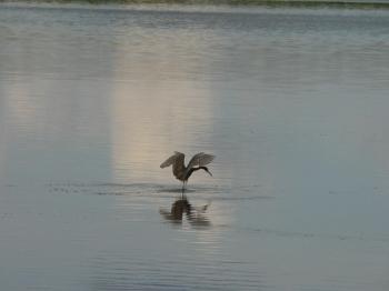 Reddish Egret scarring up breakfast