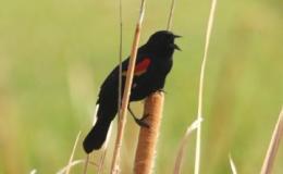 Redwing and Yellow Wing – Chapter&nbsp;10