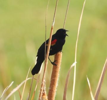 Red-winged Blackbird (Agelaius phoeniceus) at Bok Sanctuary