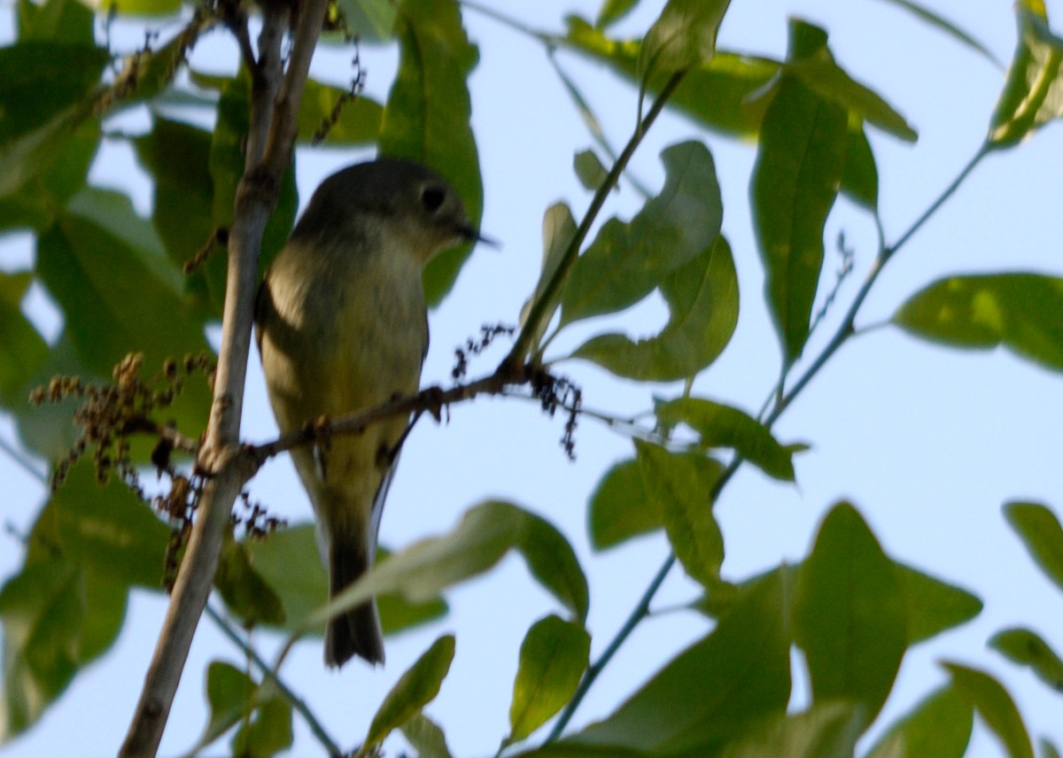 Ruby-crowned Kinglet - cropped