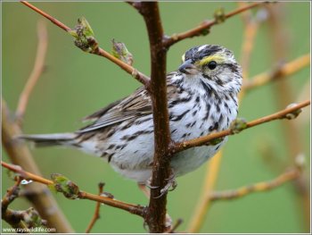 Savannah Sparrow (Passerculus sandwichensis) by Ray
