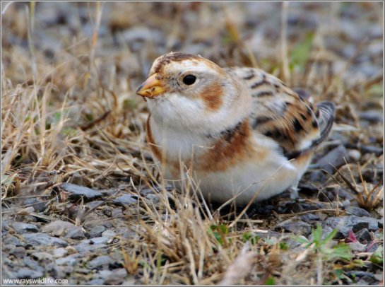 Snow Bunting (Plectrophenax nivalis) by Ray