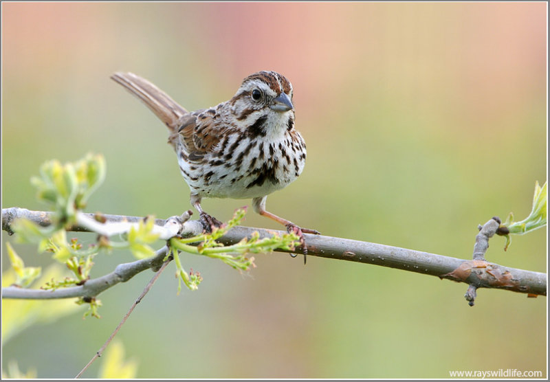 Song Sparrow by Ray