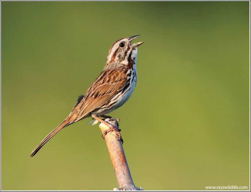 Song Sparrow (Melospiza melodia) by Ray