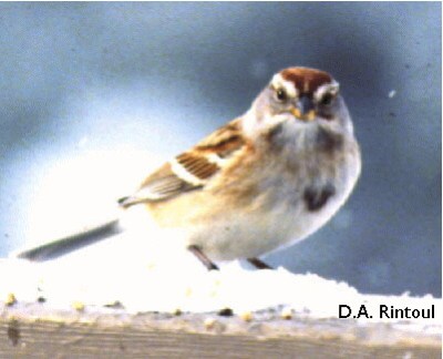 American Tree Sparrow