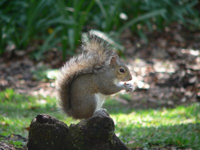 Bok Santuary Squirrel