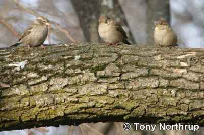 Three Sparrows