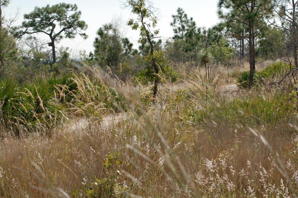 Trail Bok by Dan 2006